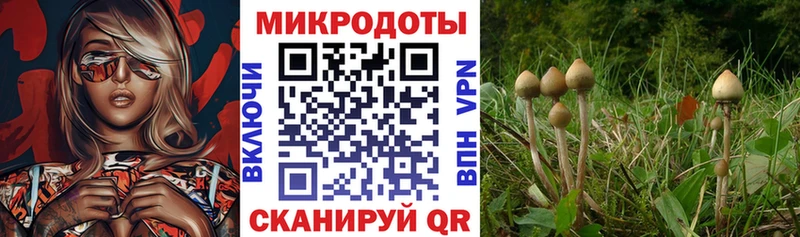 Псилоцибиновые грибы мухоморы  KRAKEN tor  Шлиссельбург 
